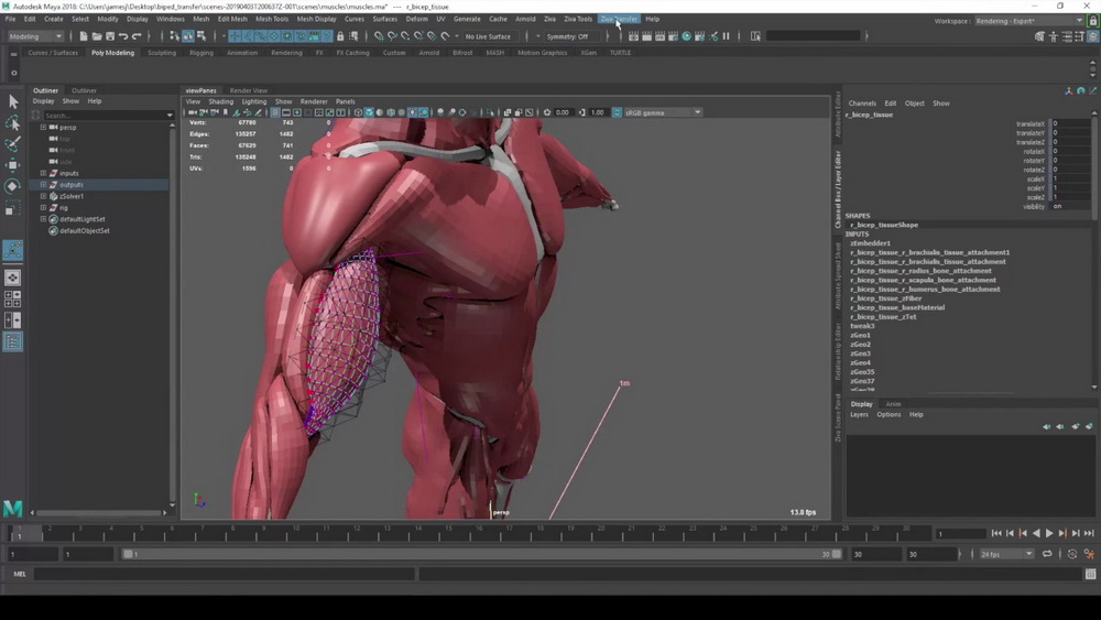 [国语]maya2019肌肉插件Ziva_VFX系统教程